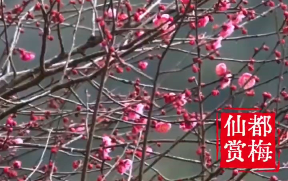 雨水节气，春雨即至，万物复苏。仙都景区的梅花已悄然绽放报春，眼下正是赏梅好时节，不妨约上三五好友，到仙都赏梅花寻春吧。#雨水节气 #梅花 #仙都景区