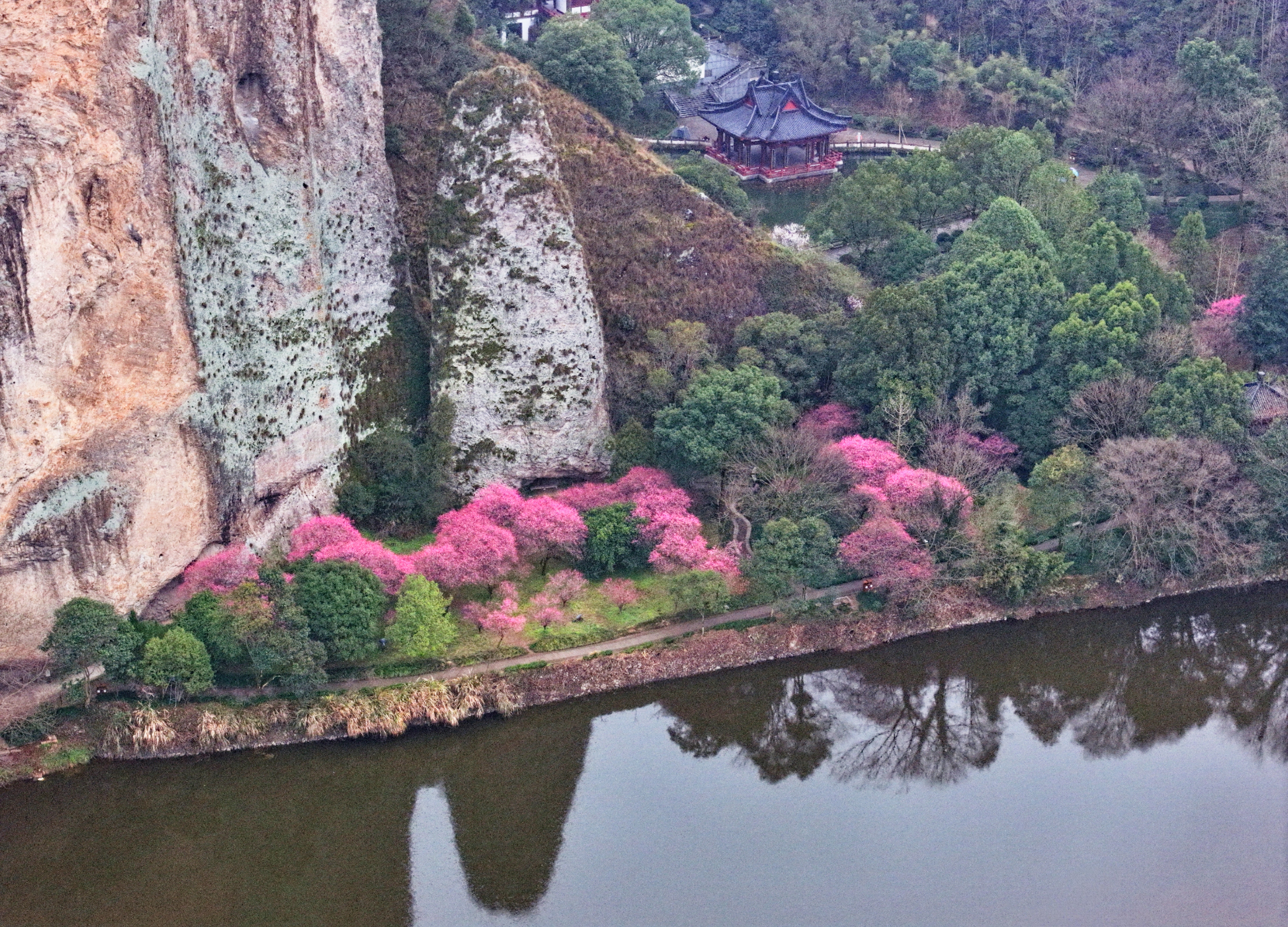 2025必追花讯→仙都梅花进入最佳观赏期，错过等一年！