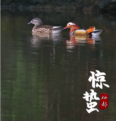惊蛰时节，仙都万物复苏。河柳吐翠，山花烂漫。河畔鸳鸯浪漫甜蜜，林中动物忙碌觅食。游客沐浴在仙都春光里，尽情汲取春天的蓬勃生机。