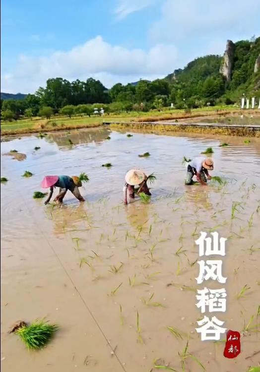 我们亲手种下仙风稻谷，只为等你而来。